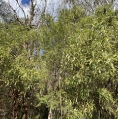 Acacia mearnsii at Paddys River, ACT - 5 Aug 2023 01:41 PM