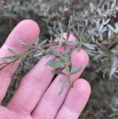 Leptospermum lanigerum (Woolly Teatree) at Tidbinbilla Nature Reserve - 5 Aug 2023 by Tapirlord