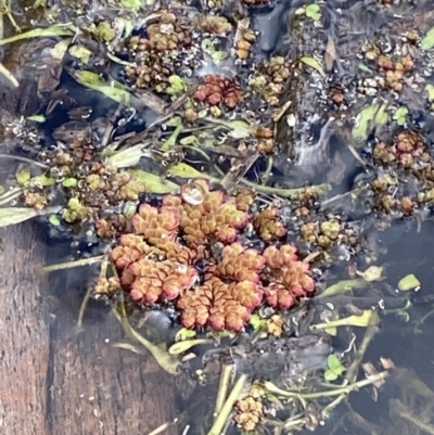 Azolla rubra (Red Water Fern) at Tidbinbilla Nature Reserve - 5 Aug 2023 by Tapirlord