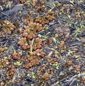 Azolla rubra at Paddys River, ACT - 5 Aug 2023