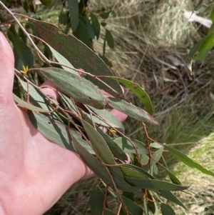 Eucalyptus stellulata at Paddys River, ACT - 5 Aug 2023 01:40 PM