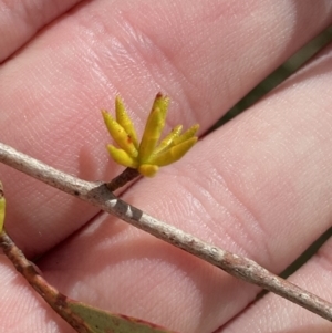 Eucalyptus stellulata at Paddys River, ACT - 5 Aug 2023 01:40 PM