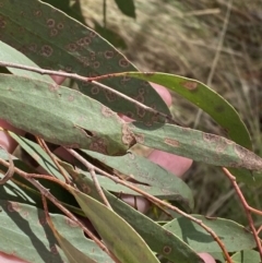 Eucalyptus stellulata at Paddys River, ACT - 5 Aug 2023 01:40 PM