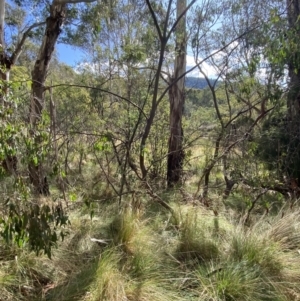 Eucalyptus stellulata at Paddys River, ACT - 5 Aug 2023 01:40 PM