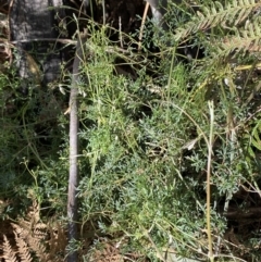 Clematis leptophylla (Small-leaf Clematis, Old Man's Beard) at Paddys River, ACT - 5 Aug 2023 by Tapirlord