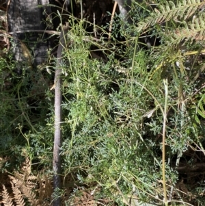 Clematis leptophylla at Paddys River, ACT - 5 Aug 2023