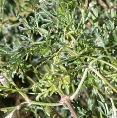 Clematis leptophylla at Paddys River, ACT - 5 Aug 2023