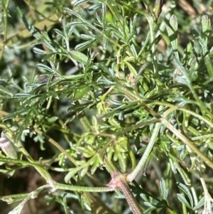 Clematis leptophylla at Paddys River, ACT - 5 Aug 2023