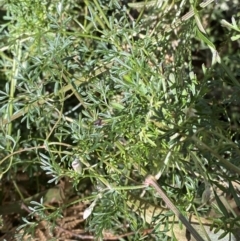 Clematis leptophylla at Paddys River, ACT - 5 Aug 2023