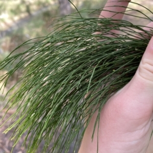 Exocarpos cupressiformis at Paddys River, ACT - 5 Aug 2023 01:39 PM