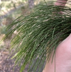 Exocarpos cupressiformis at Paddys River, ACT - 5 Aug 2023 01:39 PM