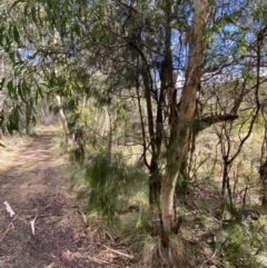 Exocarpos cupressiformis at Paddys River, ACT - 5 Aug 2023