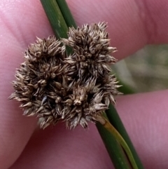 Juncus australis at Paddys River, ACT - 5 Aug 2023 01:37 PM