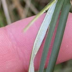 Juncus australis at Paddys River, ACT - 5 Aug 2023