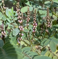 Indigofera australis subsp. australis (Australian Indigo) at Paddys River, ACT - 5 Aug 2023 by Tapirlord