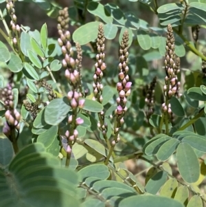 Indigofera australis subsp. australis at Paddys River, ACT - 5 Aug 2023