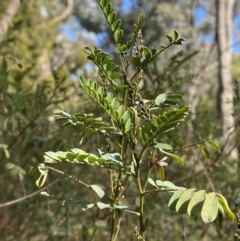 Indigofera australis subsp. australis at Paddys River, ACT - 5 Aug 2023