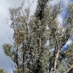 Eucalyptus nortonii (Large-flowered Bundy) at Paddys River, ACT - 5 Aug 2023 by Tapirlord