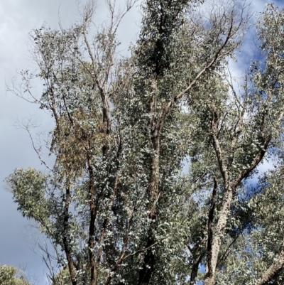 Eucalyptus nortonii (Mealy Bundy) at Paddys River, ACT - 5 Aug 2023 by Tapirlord