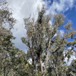 Eucalyptus nortonii at Paddys River, ACT - 5 Aug 2023