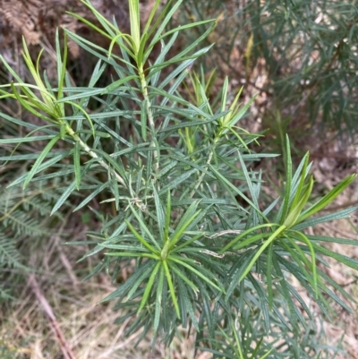 Cassinia longifolia (Shiny Cassinia, Cauliflower Bush) at Paddys River, ACT - 5 Aug 2023 by Tapirlord