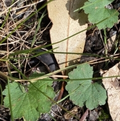 Hydrocotyle laxiflora (Stinking Pennywort) at Paddys River, ACT - 5 Aug 2023 by Tapirlord