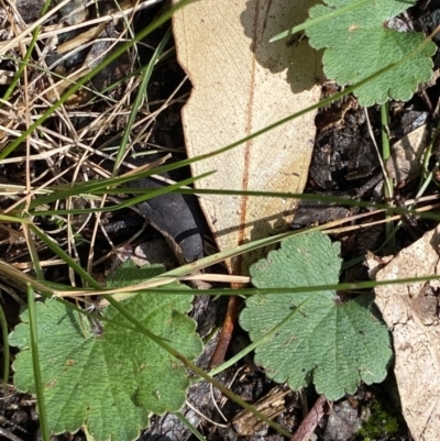 Hydrocotyle laxiflora (Stinking Pennywort) at Paddys River, ACT - 5 Aug 2023 by Tapirlord