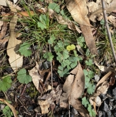 Hydrocotyle laxiflora at Paddys River, ACT - 5 Aug 2023 01:25 PM