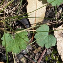 Hydrocotyle laxiflora at Paddys River, ACT - 5 Aug 2023 01:25 PM