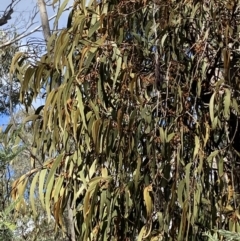 Amyema pendula subsp. pendula (Drooping Mistletoe) at Paddys River, ACT - 5 Aug 2023 by Tapirlord