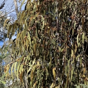 Amyema pendula subsp. pendula at Paddys River, ACT - 5 Aug 2023