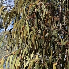 Amyema pendula subsp. pendula at Paddys River, ACT - 5 Aug 2023