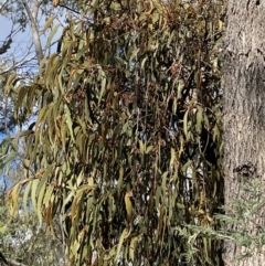 Amyema pendula subsp. pendula at Paddys River, ACT - 5 Aug 2023