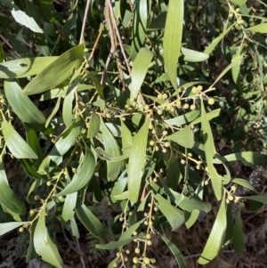 Acacia melanoxylon at Paddys River, ACT - 5 Aug 2023 01:25 PM