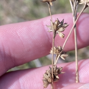 Juncus vaginatus at Paddys River, ACT - 5 Aug 2023 01:15 PM