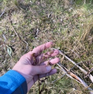 Juncus vaginatus at Paddys River, ACT - 5 Aug 2023 01:15 PM