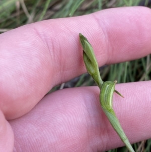 Bunochilus montanus at Paddys River, ACT - 5 Aug 2023