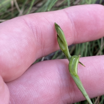 Bunochilus montanus (ACT) = Pterostylis jonesii (NSW) (Montane Leafy Greenhood) at Paddys River, ACT - 5 Aug 2023 by Tapirlord