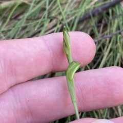 Bunochilus montanus at Paddys River, ACT - 5 Aug 2023