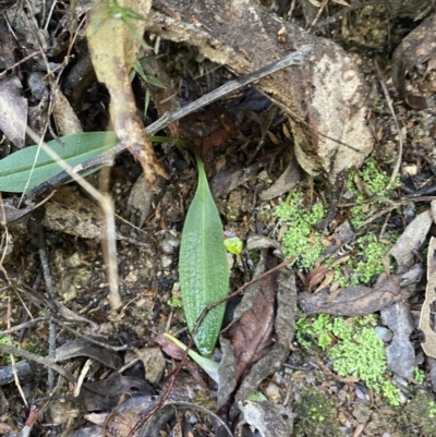 Chiloglottis reflexa (Short-clubbed Wasp Orchid) at Paddys River, ACT - 5 Aug 2023 by Tapirlord