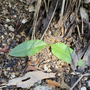 Chiloglottis reflexa at Paddys River, ACT - 5 Aug 2023