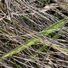 Stylidium armeria subsp. armeria at Paddys River, ACT - 5 Aug 2023 01:00 PM