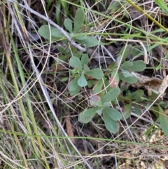 Hibbertia obtusifolia (Grey Guinea-flower) at Paddys River, ACT - 5 Aug 2023 by Tapirlord