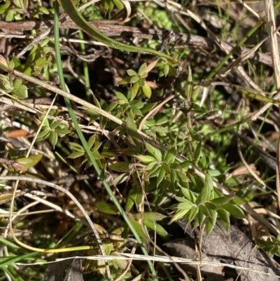 Leucopogon fraseri (Sharp Beard-heath) at Tidbinbilla Nature Reserve - 5 Aug 2023 by Tapirlord