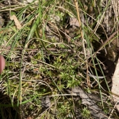 Leucopogon fraseri at Paddys River, ACT - 5 Aug 2023