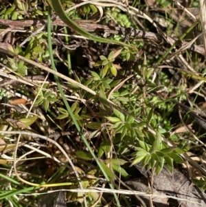 Leucopogon fraseri at Paddys River, ACT - 5 Aug 2023