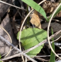 Viola betonicifolia at Paddys River, ACT - 5 Aug 2023 12:59 PM