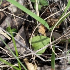 Viola betonicifolia at Paddys River, ACT - 5 Aug 2023 12:59 PM