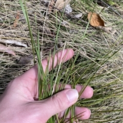 Lomandra filiformis subsp. filiformis (Wattle Matrush) at Tidbinbilla Nature Reserve - 5 Aug 2023 by Tapirlord