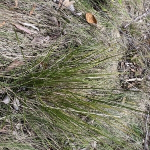 Lomandra filiformis subsp. filiformis at Paddys River, ACT - 5 Aug 2023